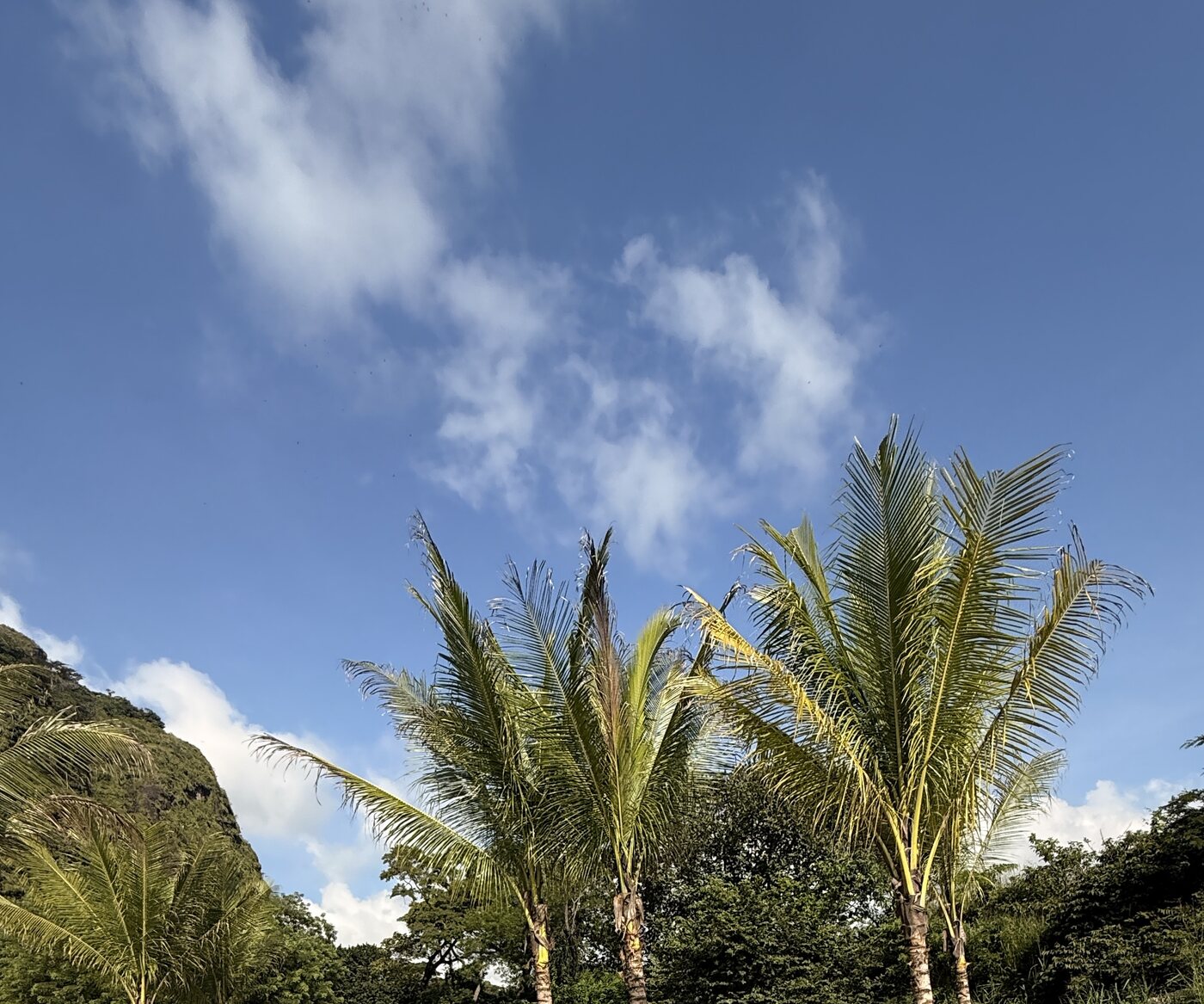 Islas de palmeras